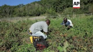 Migrants run successful yogurt business