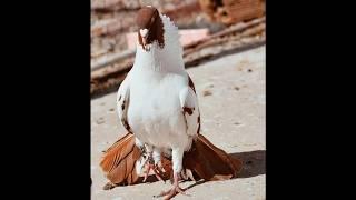 pigeon ️‍attitude status ️‍#shorts #tiktok #viral #trending #shortvideo