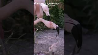 Flamingos Feeding 'Blood' to Their Babies (Revealing the Truth)