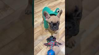 Лукас французский бульдог  #shotrs #frenchbulldog #puppy #lucas