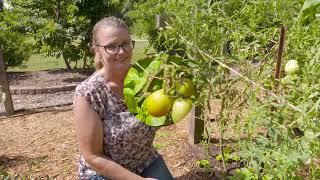 Top 6 Reasons Why Your Tomatoes Look Bad