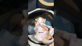 Before and after kitten eyes  #cat #catlover #kitten #cutecat
