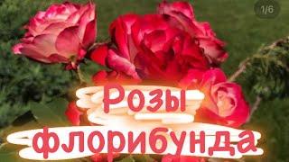 Розы флорибунда  Лучшее украшение сада! 