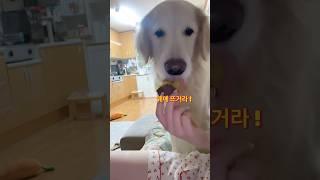 뜨거운 거 못 먹는 강아지 #shorts