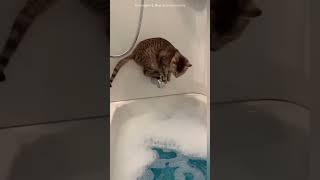 Миссия не выполнима: 7 кошачьих провалов #юмор #кошки #cat #animals #кот #смешныекошки