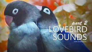 Lovebirds Chirping Sound: Black-Headed Lovebird | Black & Blue | Part 2