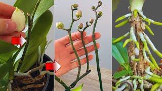 This is How You Should Do It!! Orchids Bloom and Produce Healthy Roots All Year Long