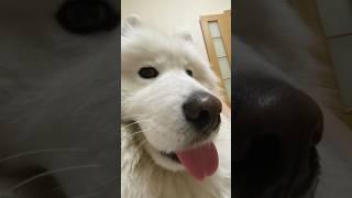 Собака украсит любое фото #phonk #gigachadtheme #samoyed #dog #puppy #animals #pets #смешно