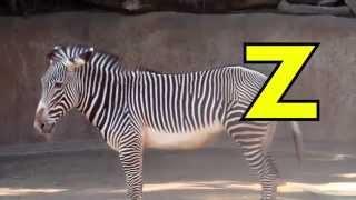ALPHABET ANIMALS - PHONICS - ALPHABET SONG - Kindergarten & First