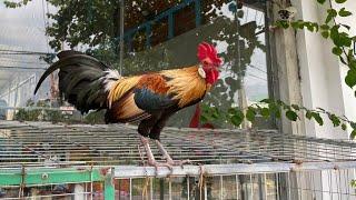 Wild Chicken Farm Alolaco đang phát trực tiếp!