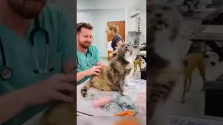 #shortvideo#funny#cat#youtube#pet#cute#yourpet#animal#fyp#amusing