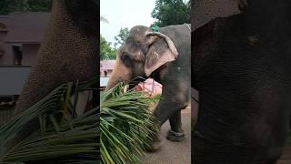 elephant short video | kerala #elephant #elephants