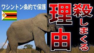 Why Zimbabwe is culling CITES-protected elephants