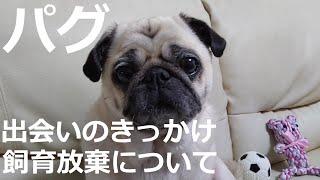 パグの特徴　"ひな"との出会いと飼育放棄についてお話しします　I will talk about the importance of life in keeping a pug