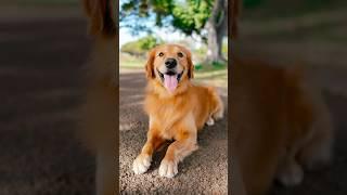 Unlimited golden energy   #goldenretriever #dogphotography #streetphotography #sonyalpha #85mm