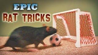 Epic Rat Tricks