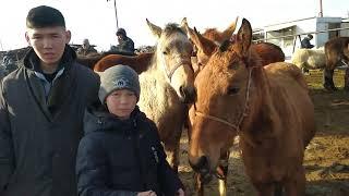 Жылкылардын баасы Токмок мал базары 13.02.2022.