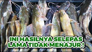 More Asia Catfish! So Satisfied! | Kembali Menajur Ikan Baung eps #265