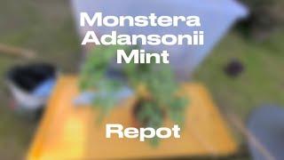 Monstera Adansonii Mint Repot | Plants With Jules