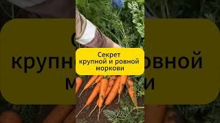 Секрет крупной и ровной моркови #дача #огород #сад #морковь #подкормка #лайфхак