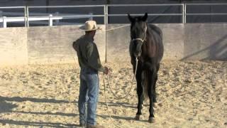 Groundwork basics with a 3 year old warmblood stallion