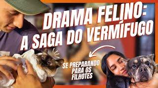 DIA DE VERMIFUGAÇÃO DOS GATOS! | A CASA DOS BICHOS