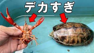 巨大なカメにバリバリ食われる巨大ザリガニ