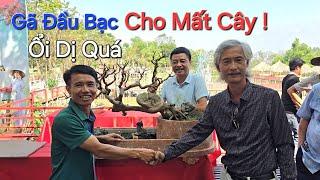 GÃ ĐẦU BẠC * N..Ổ TP ỔI có đường thân dị * tại ngày KHAI MẠC TL Kinh Bắc Bonsai 99 - BN .