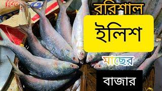 বরিশাল ইলিশ মাছের বাজার | বরিশালের Original  ইলিশের বর্তমান দামদর জেনে নিন| Barishal Hilsha Market.