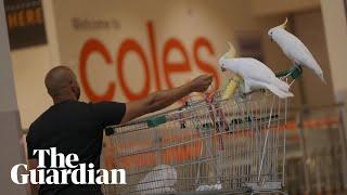 Mickey the cockatoo rescued after four weeks 'living on brioche' in Sydney supermarket