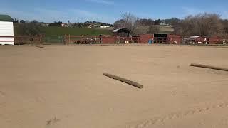 Gaited Horse Training- Pacey Horse - Using Poles