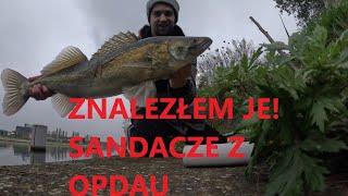 Znalazlem Listopadowe sandacze!!! Sandacze z opadu+ ładny przyłów #sandacz #zanderfishing