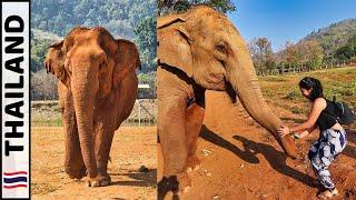 2 DAYS 1 NIGHT at ELEPHANT NATURE PARK in Chaing Mai