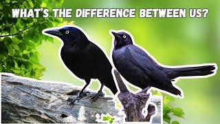 Is It A Common Grackle or Brewer's Blackbird?