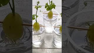 How to grow grape tree from grape with water #ytshorts #shortvideo #shortsfeed