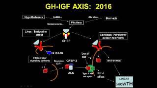 The Genetics of Growth and Growth Disorders From the Hypothalamus to the Epiphysis