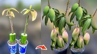 Unique Method To Grow Mango Tree Fast At Your Home