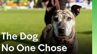 The Dog Nobody Adopted | The Dog House  | Dog Stories