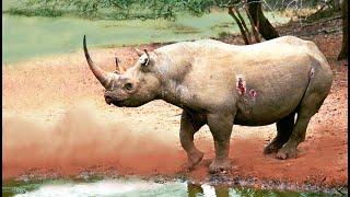 RHINOCEROS and OTHER BIG FIVE  (French) in Kruger National Park (Season 9).