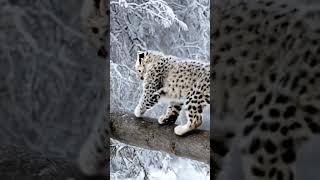 Snow leopard  #shorts #snowleopard #animals #viralvideo #trending