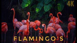 American Flamingo's in Singapore's Jurong Bird Park | Caribbean Flamingo | 4K| Orange Color Flamingo