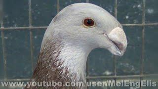 Best of German Beauty Homer Pigeons - هومر زیبایی آلمان - Pigeon de Beauté Allemand