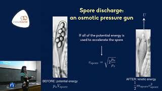 Strategies for fungal spore dispersal - Agnese Seminara