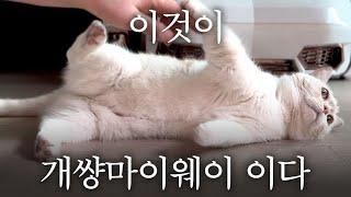  항고장에 대한 고찰. 1  이것이 개썅마이웨이 이다  법원이 공식적으로 인정한 불륜남인데 악의적 주장이라니 ️️️️ #외도 #이혼소송 #명예훼손