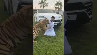 Dubai sheikh playing with his Lion and Cheetah || Dubai life style