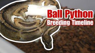 Ball Python Breeding | Timeline