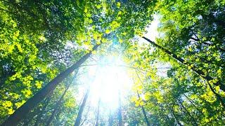 Voices Of Forest SpiritsOriginal Healing Electronic Music 432hz #channelling #energyhealing