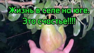 1316️Будни домохозяйки/ Рецепт огонь!!! Надежда, спасибо/Кабачковая икра/