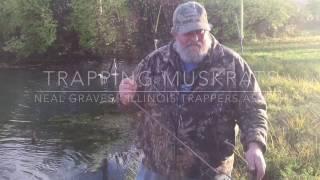 Trapping Muskrats on a pond edge.