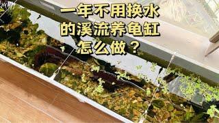 一年不用换水的溪流养龟缸怎么做？